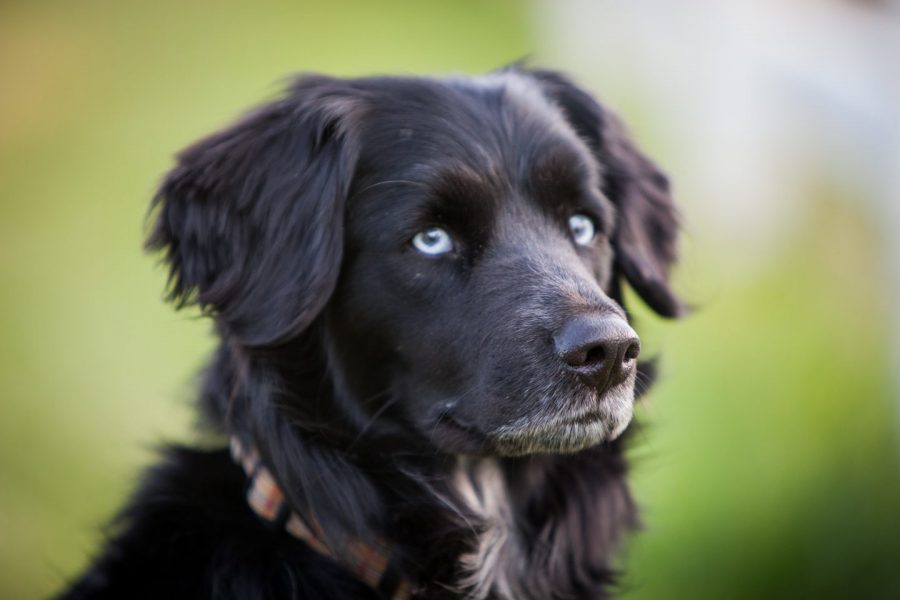 殺処分犬の保護がきっかけで、究極の農園を作った家族の奇跡『ビッグ・リトル・ファーム 理想の暮らしのつくり方』