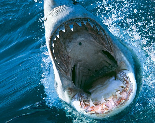 最高知能を持つサメ映画の新作は”かつてないほど致命的”⁉ 『ディープ・ブルー3』10月7日デジタル配信開始！
