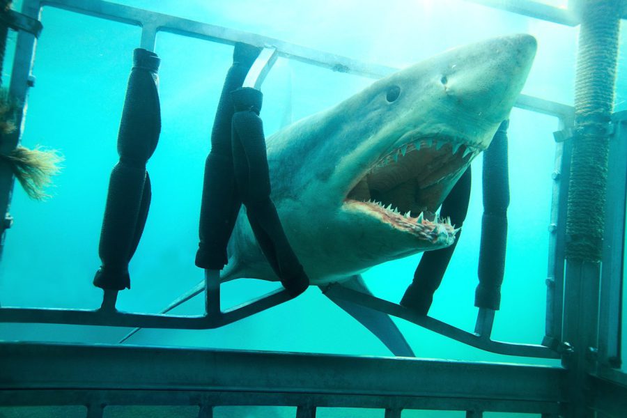 「本当に怖いサメ映画」を知的風ハットが爆選！『海底47m』『赤い珊瑚礁』『シャーク・ナイト』でサメ三昧の連休を