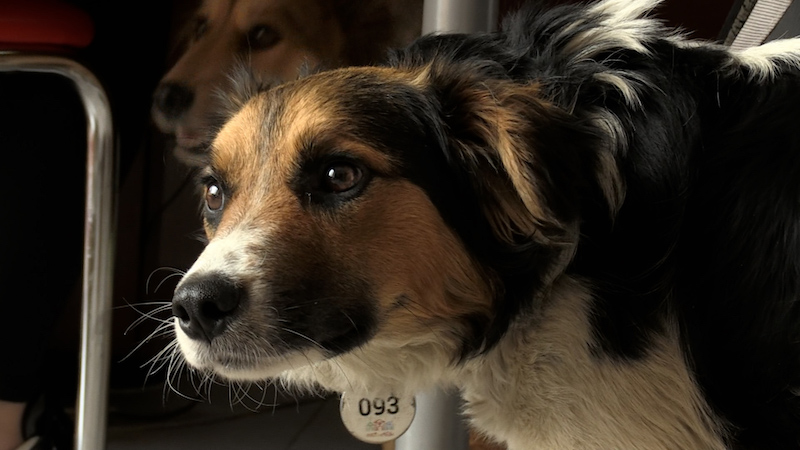 侵攻直後のウクライナを捉えた“もう一つの闘いの記録”『犬と戦争 ウクライナで私が見たこと』予告編