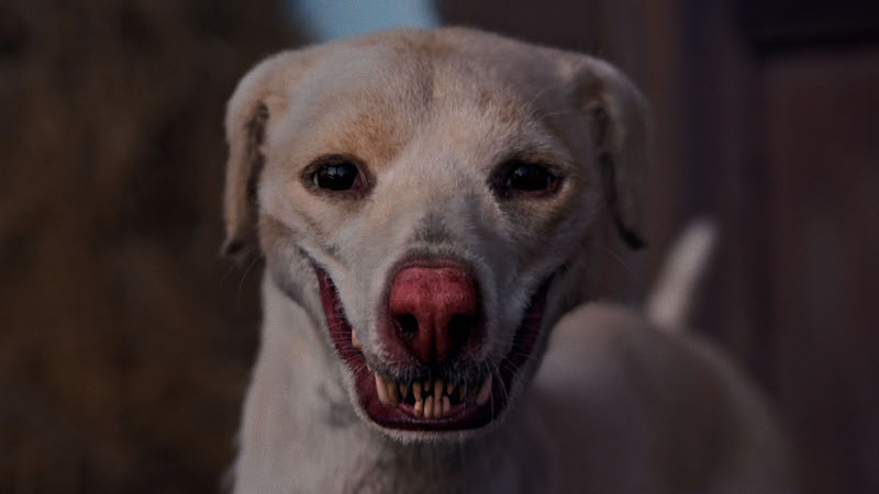 反発が高まる「犬食文化」と有名な「犬の怪談」をミックスしたベトナム発ホラー『狗神の業（カルマ）』がグロ怖い！