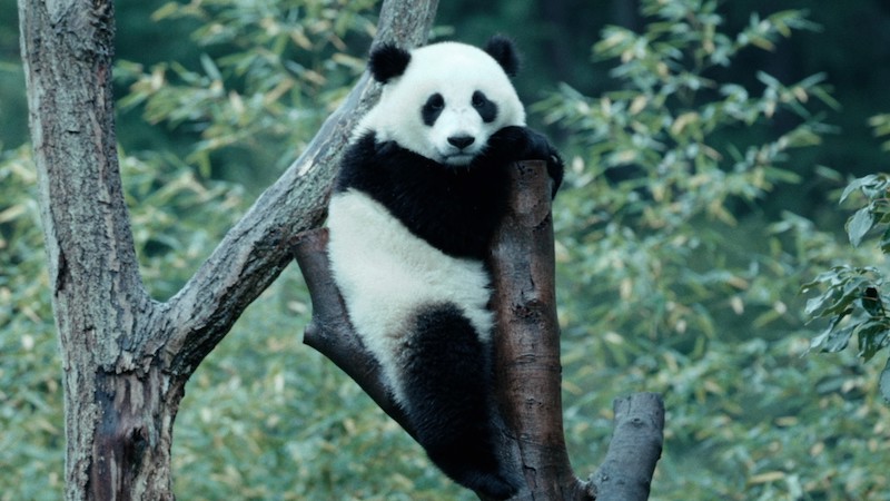 愛くるしいパンダがいっぱい！ジャイアントパンダの知られざる物語『パンダのすごい世界』