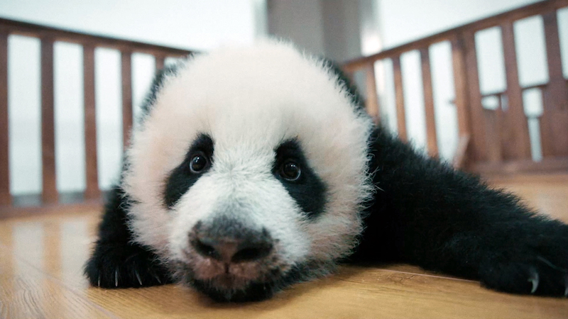 上野動物園のパンダはどこへ向かうの？“愛らしいパンダ”の世界を描く『パンダのすごい世界』ティザー予告編