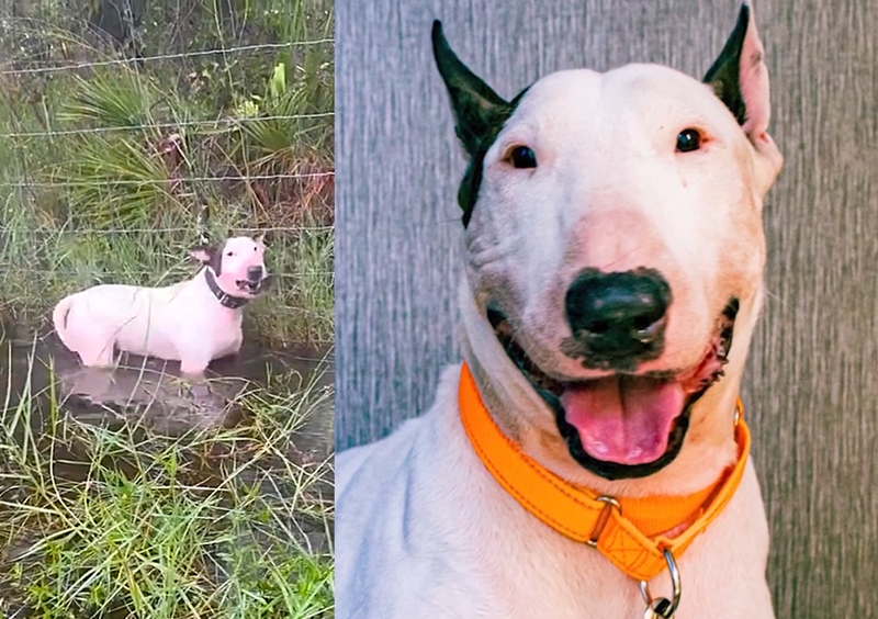 「災害時のペット放置」に”懲役５年＆罰金150万円”を科す新法制定　洪水のなか見捨てられた犬がきっかけに【米フロリダ】