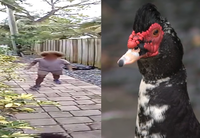 「アヒルを“踏みつけて殺した”少年」に懸賞金5,000ドル…映像公開し警察が情報提供を呼びかけ