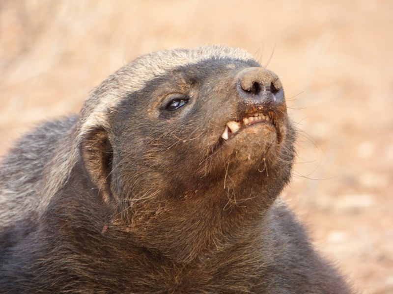 ギネス認定の不思議動物、邪神ロキの時間旅行、アニメで「マンダロリアン」予習！注目ディズニー作品をCSチャンネルで