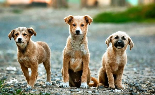 「動物映画」といえば“感動もの”が定番？身近だから怖い！配信で今すぐ観られる＜犬＆動物＞ホラー・スリラー５選