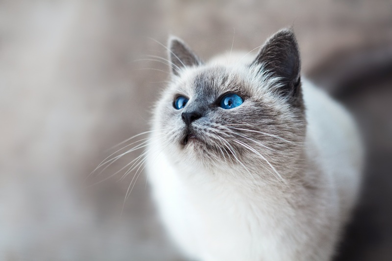 疲れた心がふっと解ける。観ているだけで癒やされる「日本の猫映画」5選