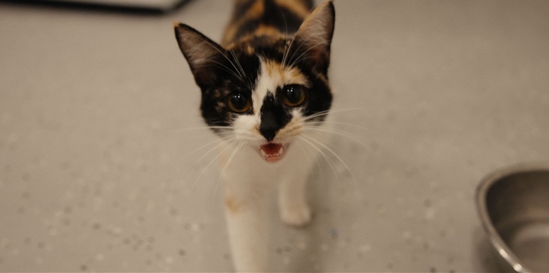 「エンドロールの猫の姿に思わず涙」「猫、幸せになれ」“猫ドキュメンタリー”『猫たちと7000マイルの旅』