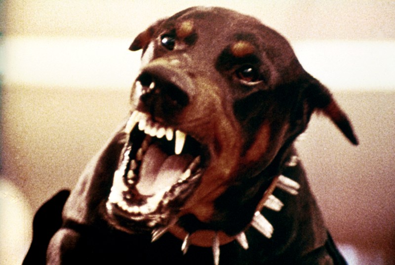 「そうだ、犬を調教して銀行強盗させよう！」カルトな怪作『ドーベルマン・ギャング』が激レアTV放送【デジタル未配信】